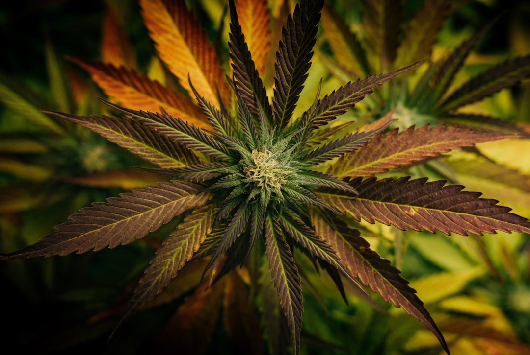 Top view of a cannabis plant leaf